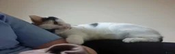Mixed Breed cats for sale: 8yr old female cat (Special home required) - Advert 5