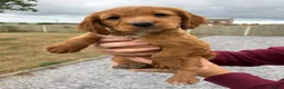 Cocker Spaniel dogs for sale: KC registered working cocker spaniel puppy  - Advert 1