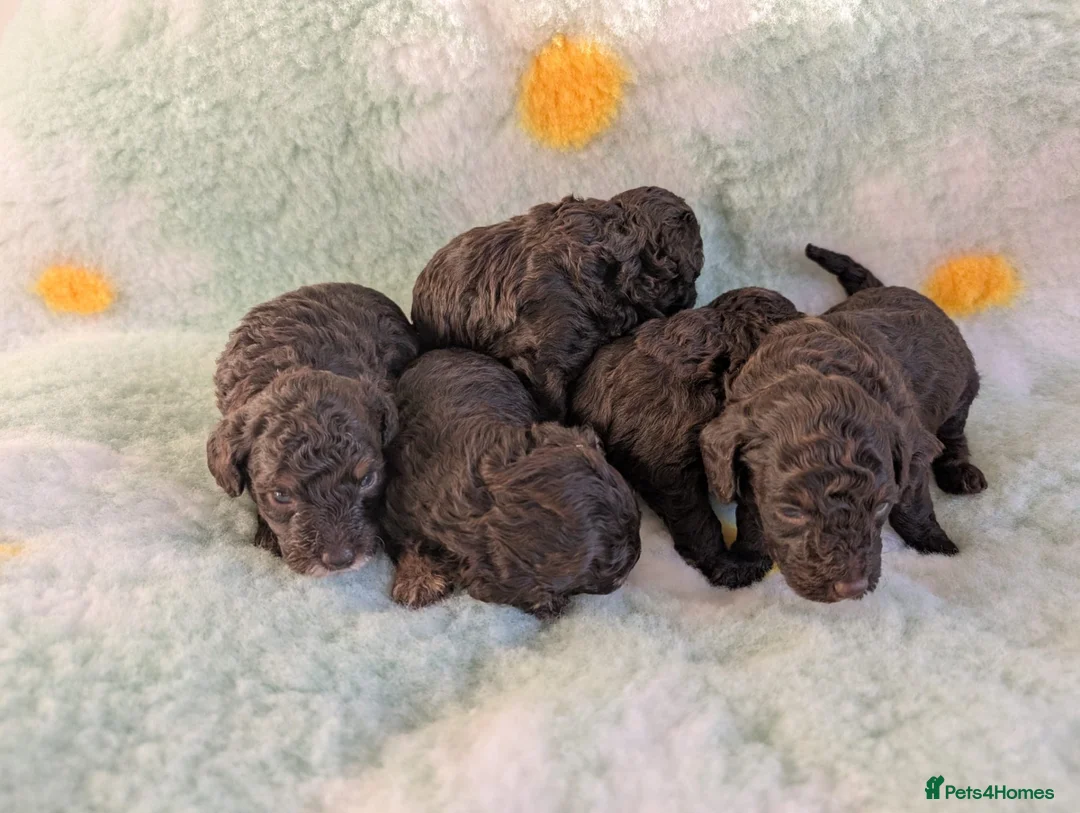 Toy Poodle dogs for sale: KC Reg DNA tested toy poodle pups - Advert 14