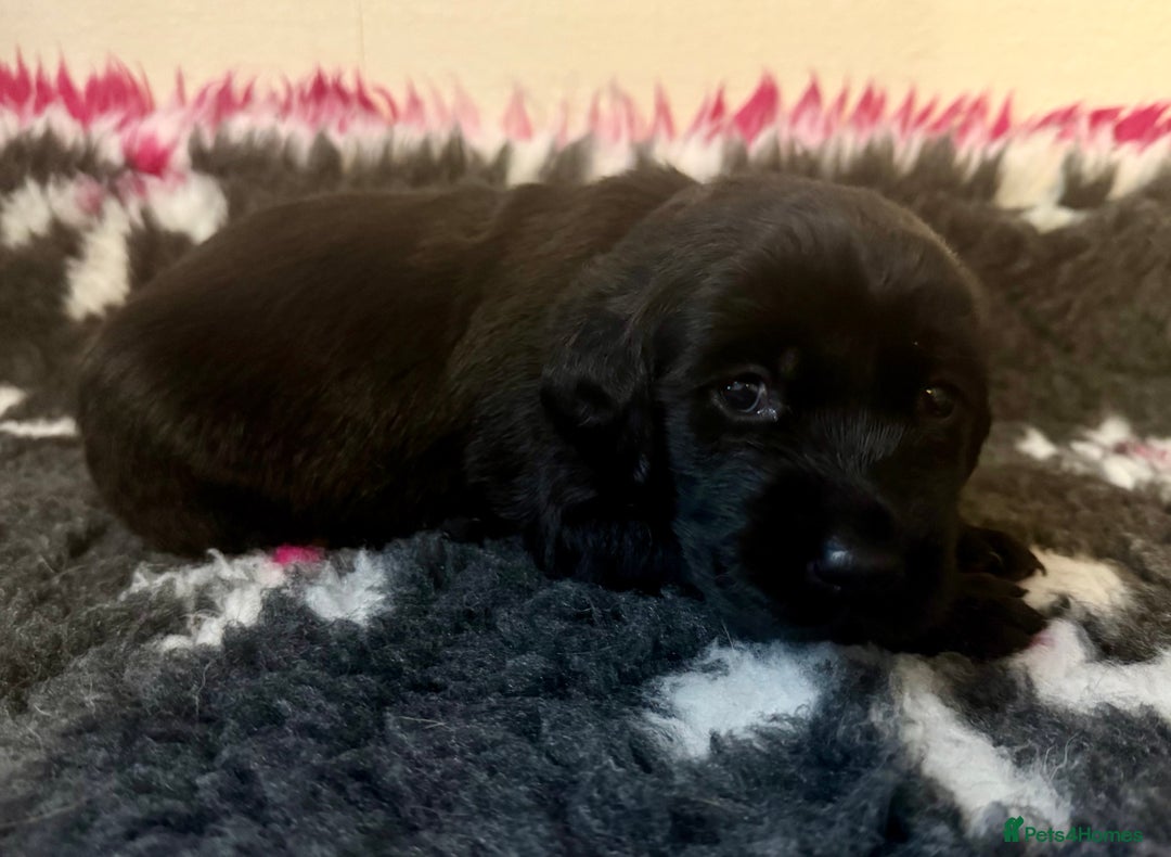 Goldador dogs for sale: 10x Family reared gorgeous Goldador Puppies - Image 6