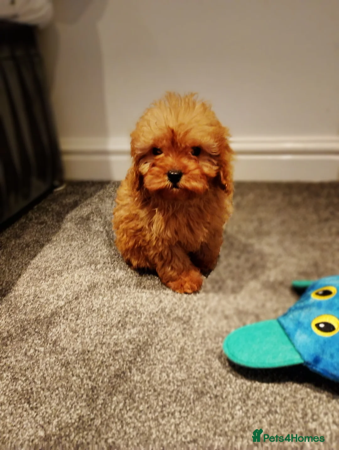 Cavapoo dogs for sale: Stunning F1 Cavapoos ready now ! - Advert 15