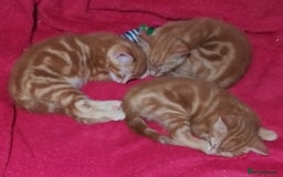 Mixed Breed cats for sale: Amazing, beautiful kittens 3 boys, 2 girls - Image 14