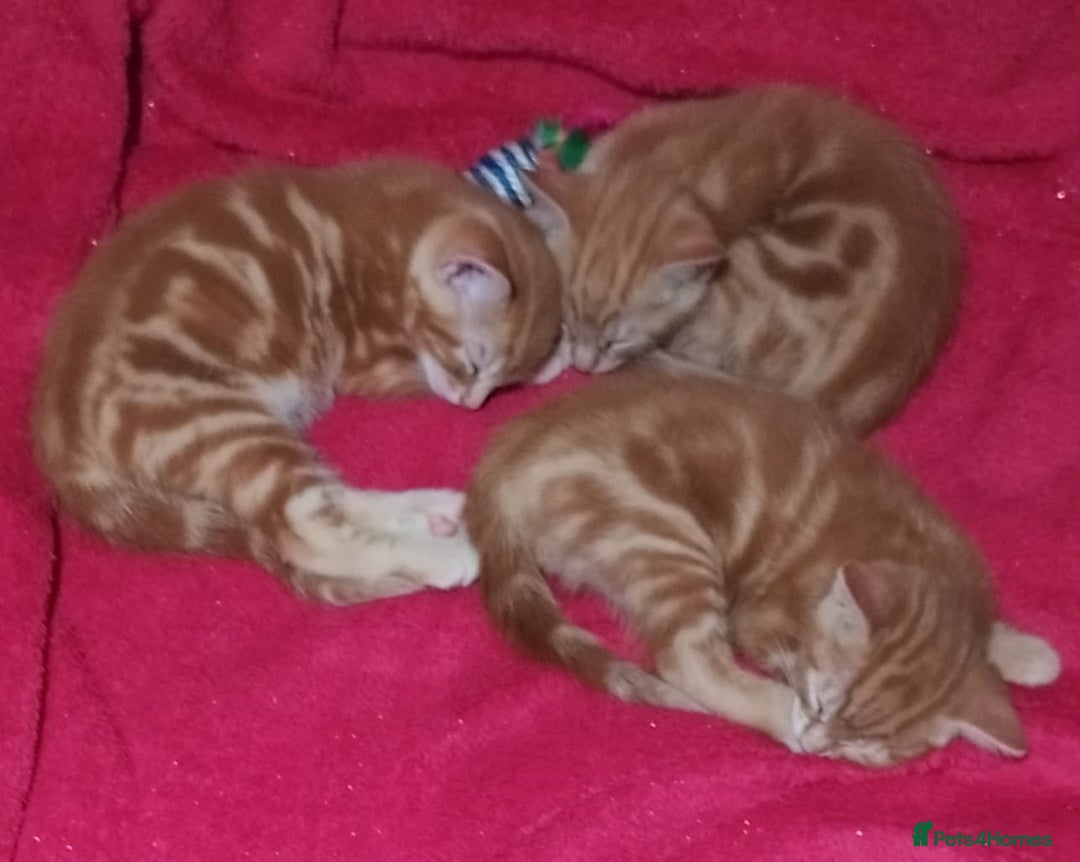 Mixed Breed cats for sale: Amazing, beautiful kittens 3 boys, 2 girls - Image 14