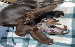 Dachshund dogs for sale: Beautiful miniature dachshund puppies - Image 15