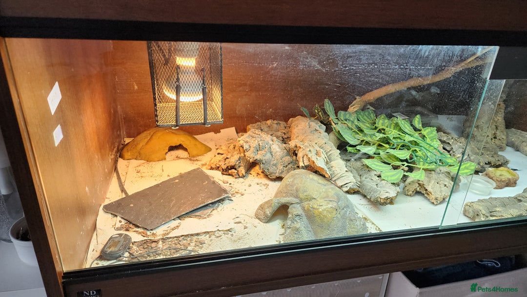 Leopard Gecko reptiles for sale: Handsome male Leopard Gecko. - Advert 10