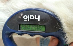 Mixed Breed dogs for adoption: 🌸MEET BIANCA - A Gentle Girl for a Loving Home - Advert 11