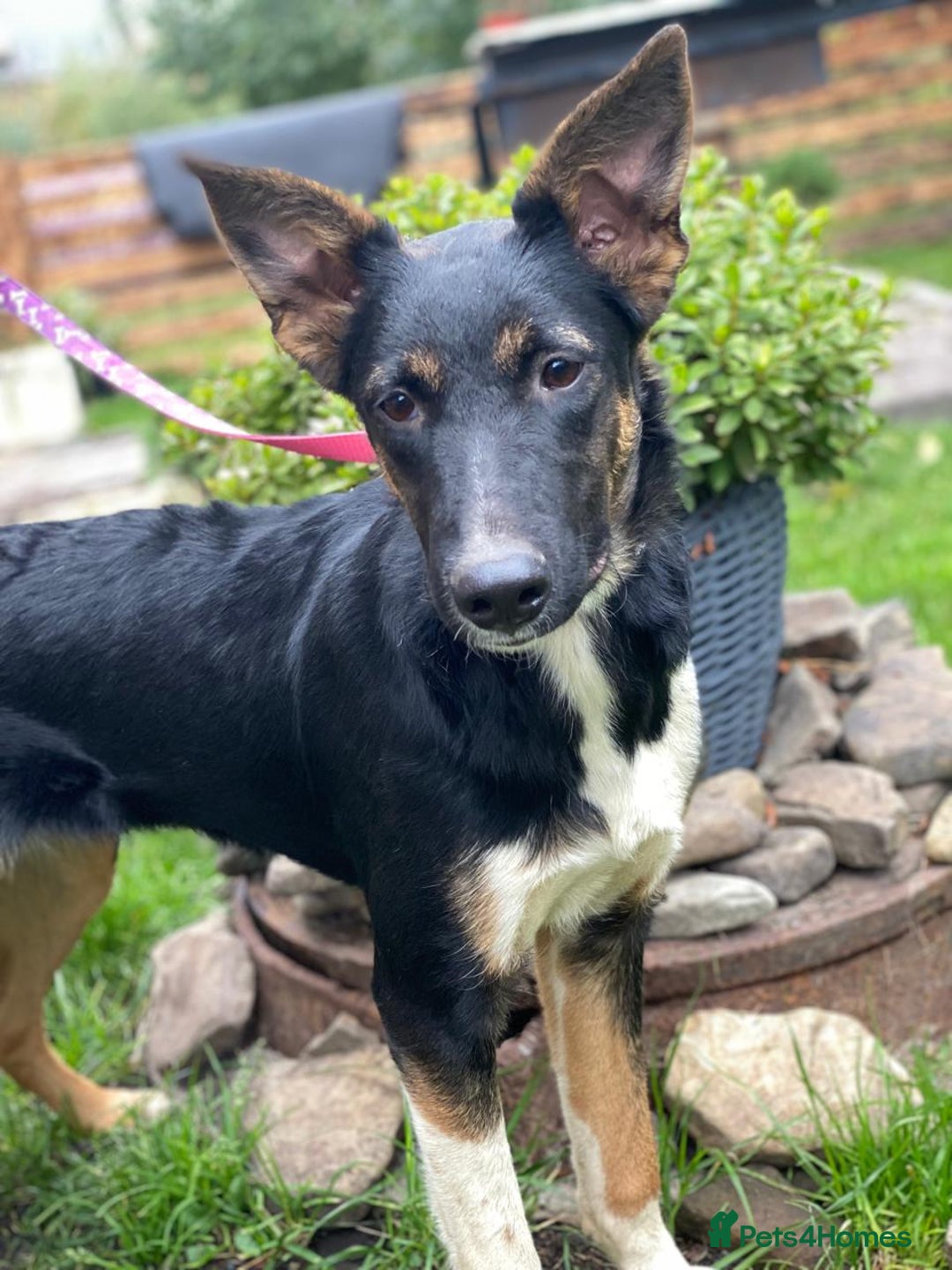 Mixed Breed dogs for adoption: URGENT: ❤️LINDA- 9 months old medium-to-large❤️ - Advert 11