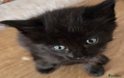 Mixed Breed cats for sale: 6 kittens avaliable from 3rd August 2025 - Image 5