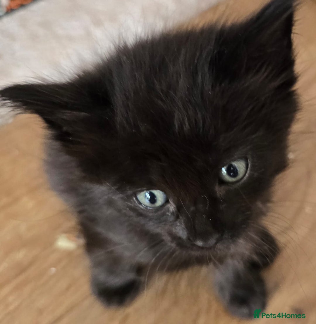 Mixed Breed cats for sale: 6 kittens avaliable from 3rd August 2025 - Image 5