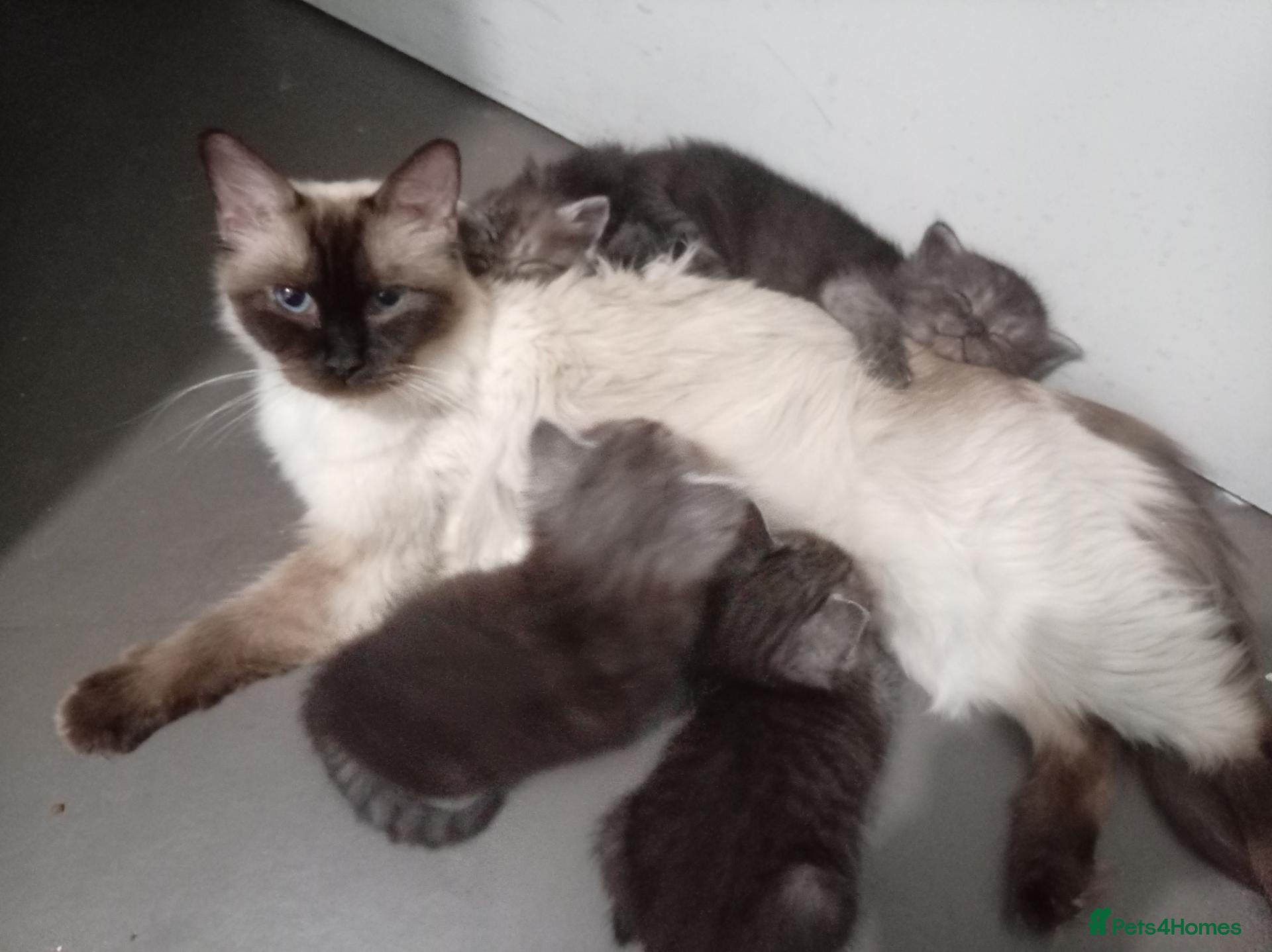 Mixed Breed cats Beautiful ragdoll x British short hair kittens  - Advert 1