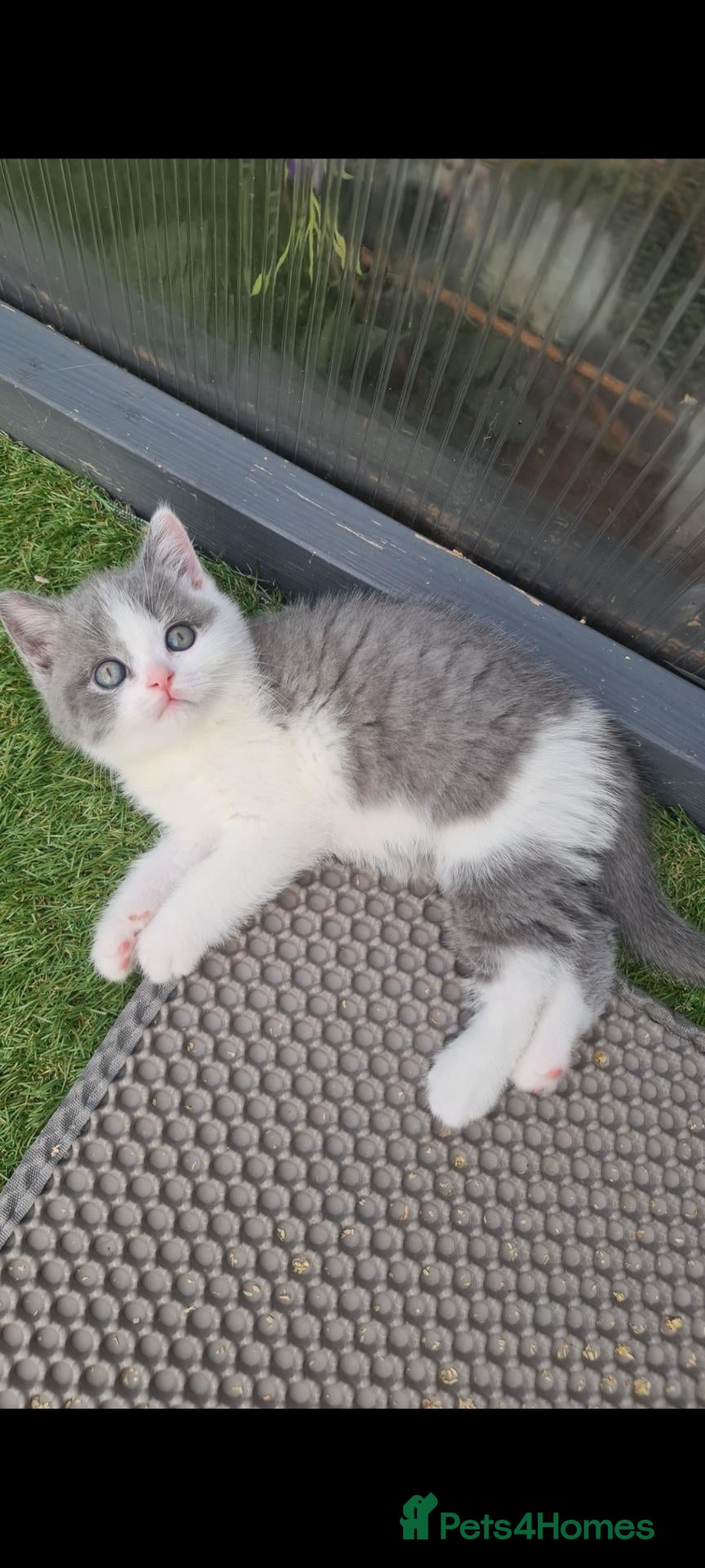 British Shorthair cats British shorthair kittens  - Advert 7