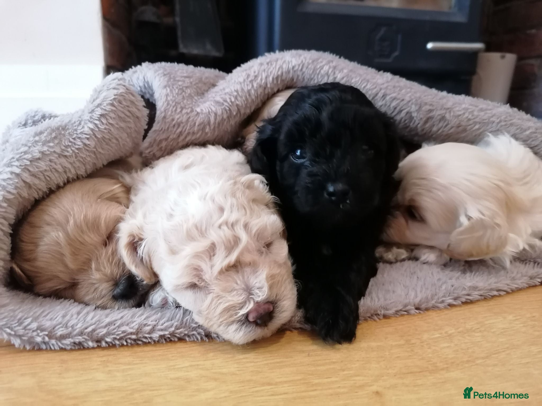 Maltipoo dogs Maltipoo puppies  - Advert 13