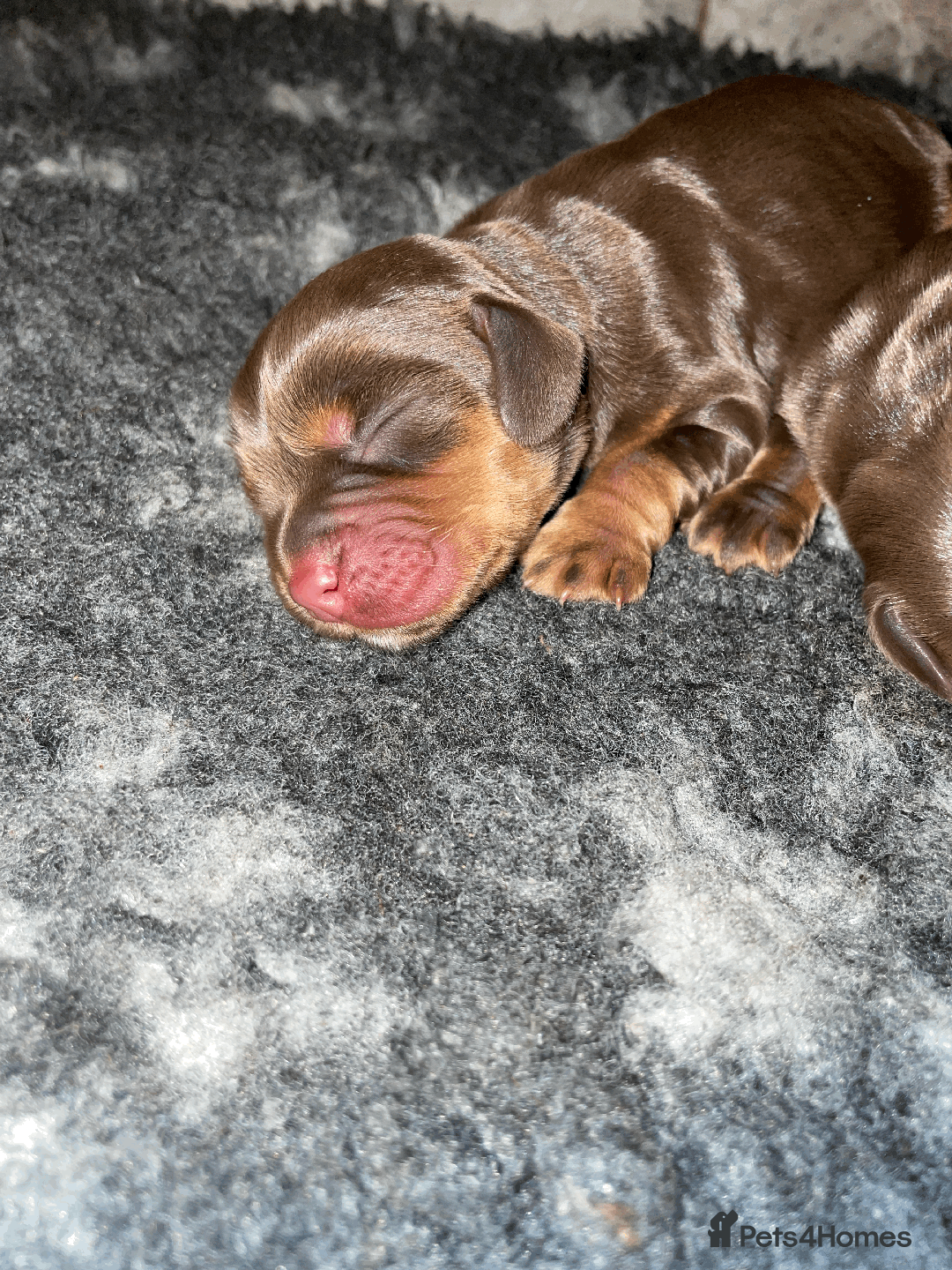 Cocker Spaniel dogs for sale: Cocker Spaniel Pups Outstanding Pedigree Lines! - Advert 32