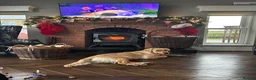 Golden Retriever dogs for sale: Golden Retriever Pups for sale  - Advert 4