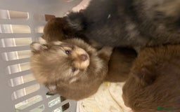 Pomeranian dogs for sale: GORGEOUS POMERANIAN PUPPIES  - Image 10