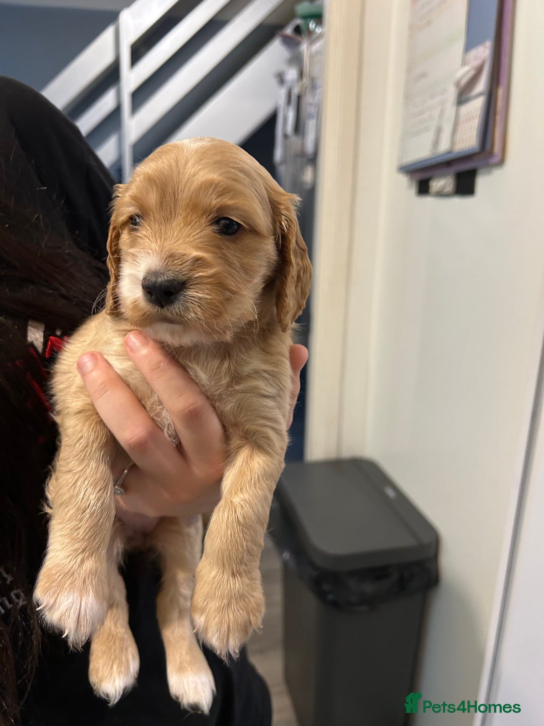 Cockapoo dogs for sale: Cockapoo puppies - Image 5