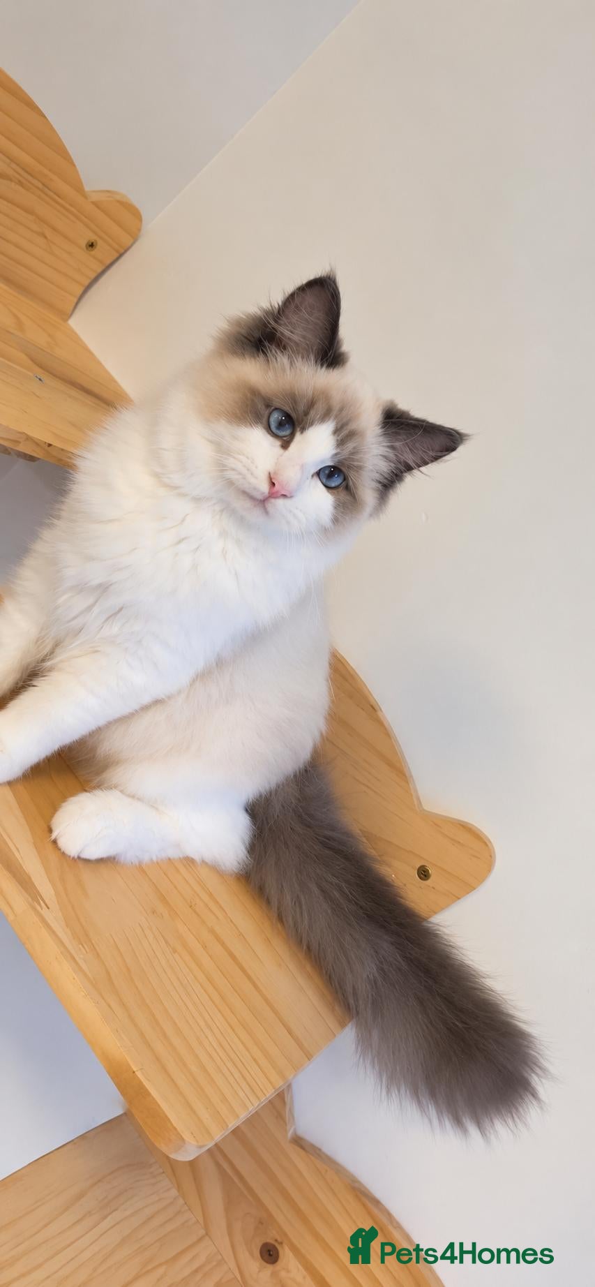 Ragdoll cats Beautiful GCCF-registered Ragdoll boys ready now. - Advert 2
