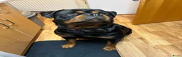 Rottweiler dogs for stud: BEAUTIFUL KC ROTTWEILER FOR STUD  - Advert 9