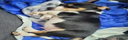 Mixed Breed dogs for sale: 9 week puppy. - Advert 7