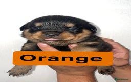 Rottweiler dogs for sale: 11 Chucky Rottweiler puppies for sale  - Image 14