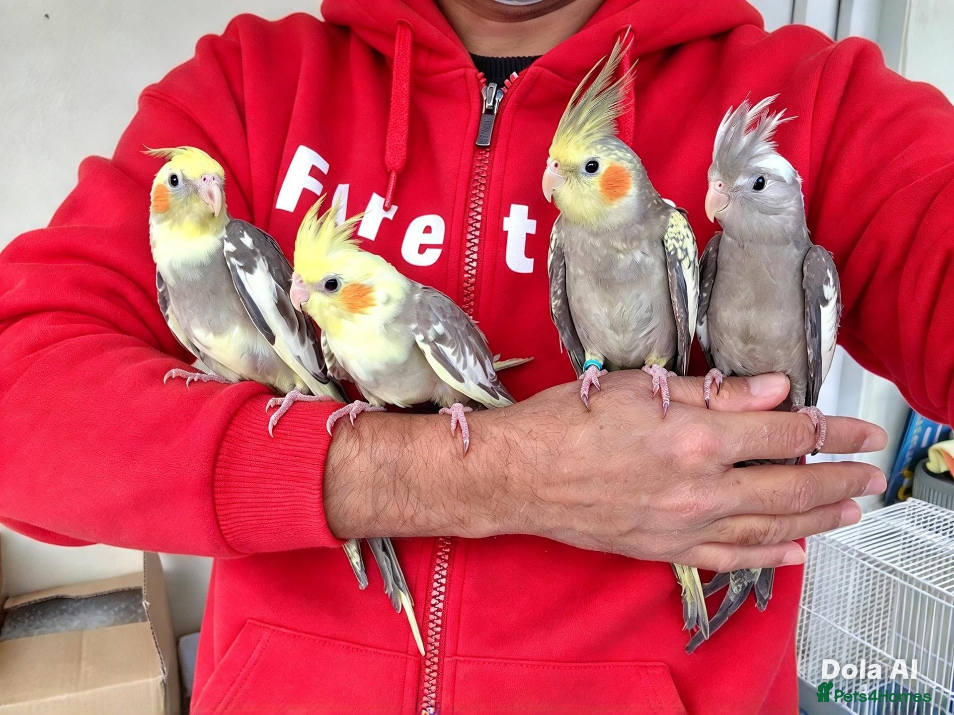Cockatiels birds Super silly hand tamed baby cockatiel - Advert 4