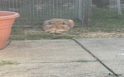 English rabbits for sale: Rabbits for rehoming  - Image 10