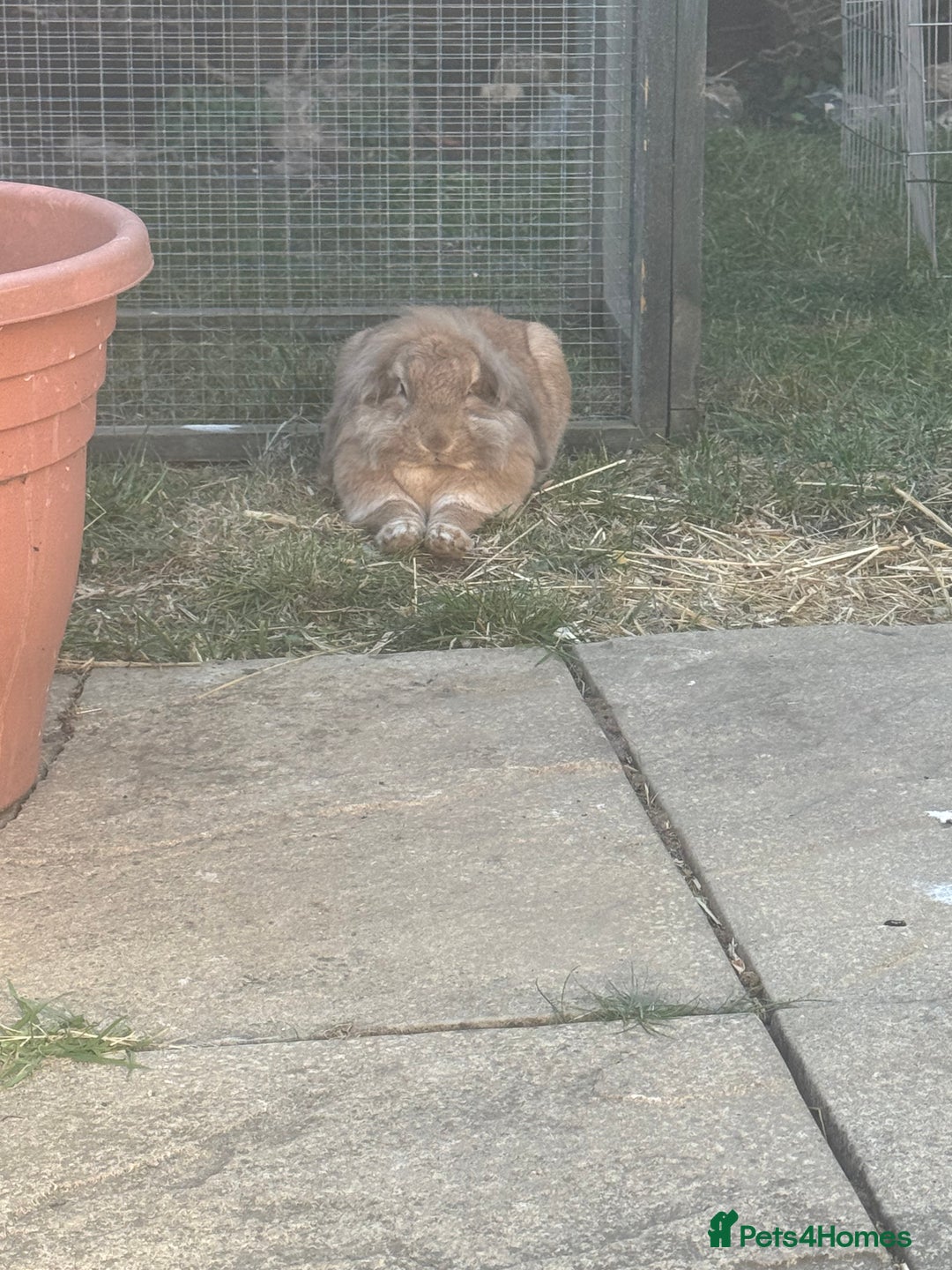 English rabbits for sale: Rabbits for rehoming  - Image 10