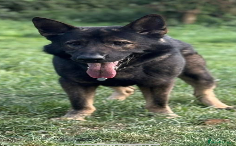 German Shepherd dogs - Advert 1
