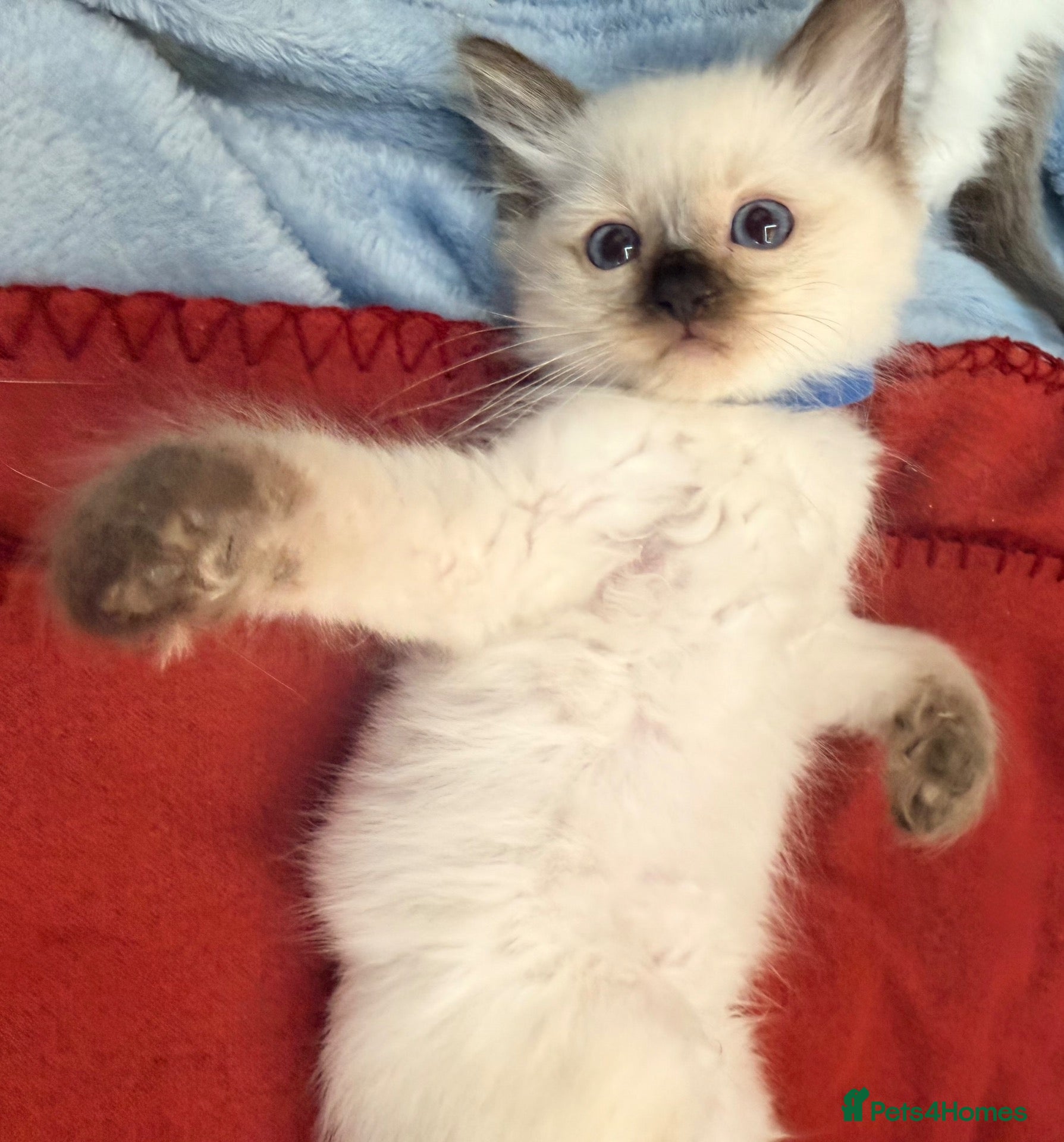 Ragdoll cats Purebred Ragdoll Kittens  - Advert 2