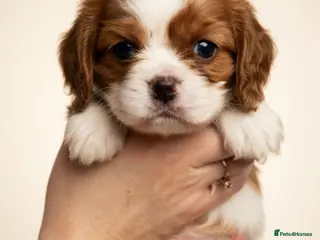 Cavalier King Charles Spaniel dogs Fully Health Tested Cavalier King Charles Spaniels - Advert 2