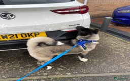 Akita dogs for sale: 4 year old Akita  - Image 35