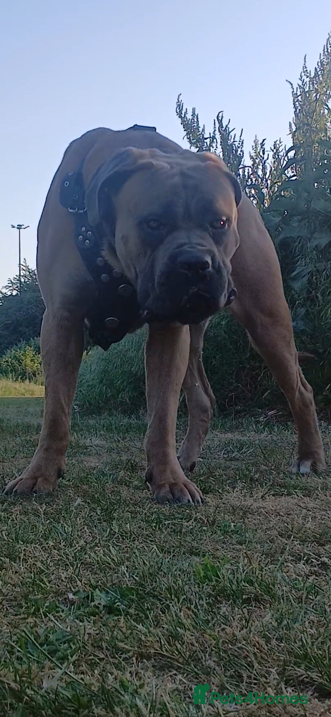 Cane Corso dogs for stud: Russian import cane corso - Image 3