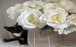 Mixed Breed cats for sale: 2 beautiful girl kittens for sale - Image 4