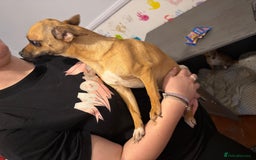 Mixed Breed dogs for sale: Males fenchie chihuahua x2 female chihuahua  - Image 13