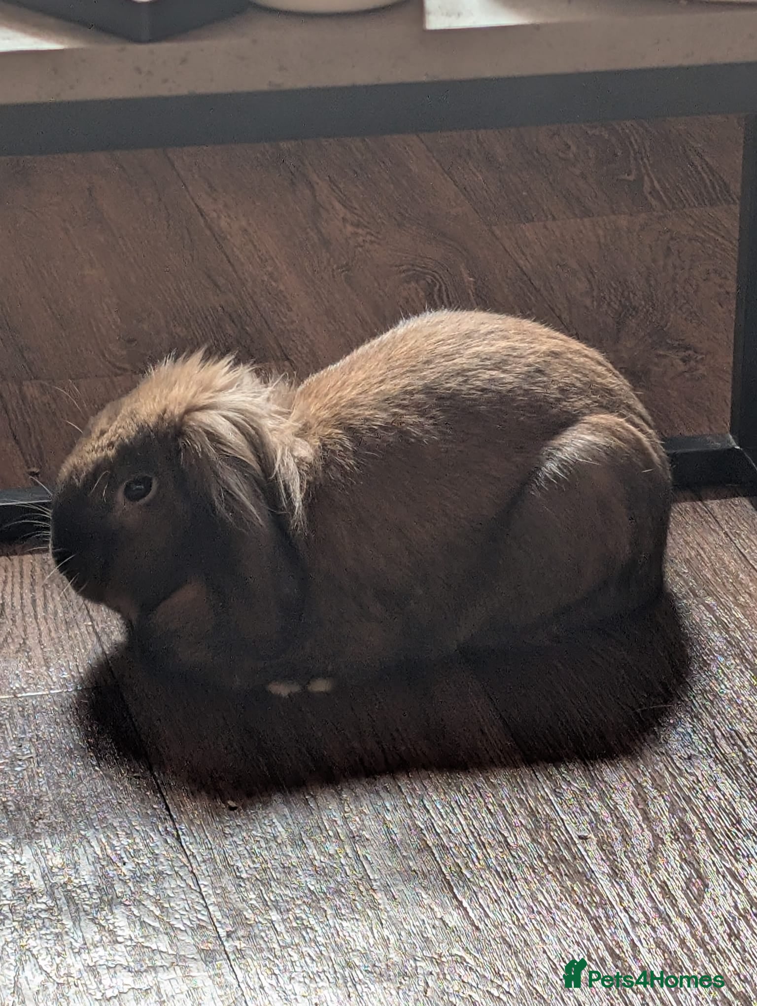 Mini Lop rabbits Mini Lop light brown. - Advert 1