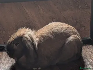 Mini Lop rabbits Mini Lop light brown. - Advert 1