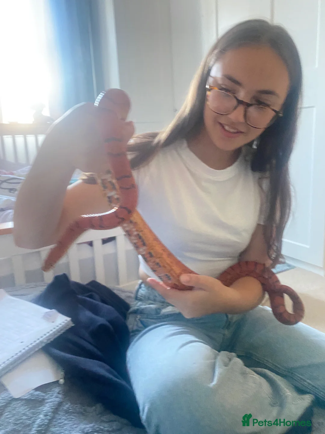 Corn Snake reptiles for sale: Corn snake in Newton Abbot - Advert 2