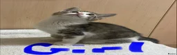 Mixed Breed cats for sale: Bengal cross kittens - Advert 8