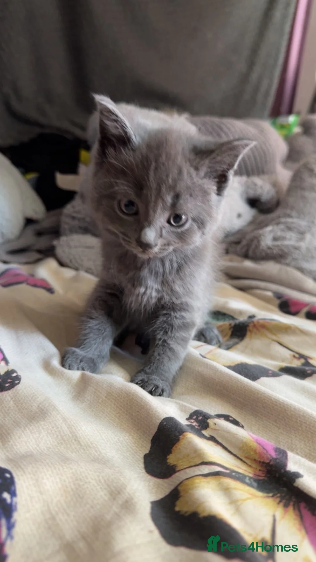 Mixed Breed cats for sale: Mixed breed kittens  - Advert 2