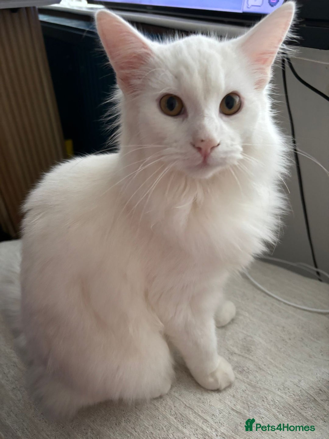Turkish Angora cats for sale: TURKISH KITTENS FOR SALE - Advert 1