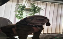 Mixed Breed dogs for sale: Docker  - Image 7