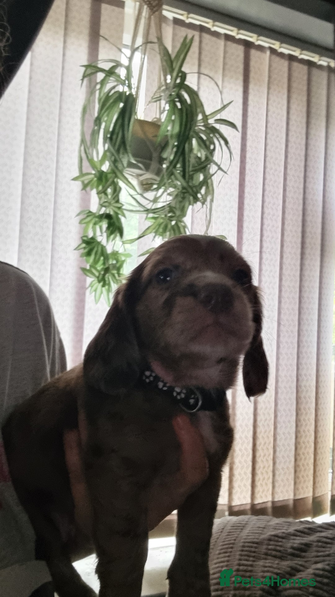 Mixed Breed dogs for sale: Docker  - Image 7