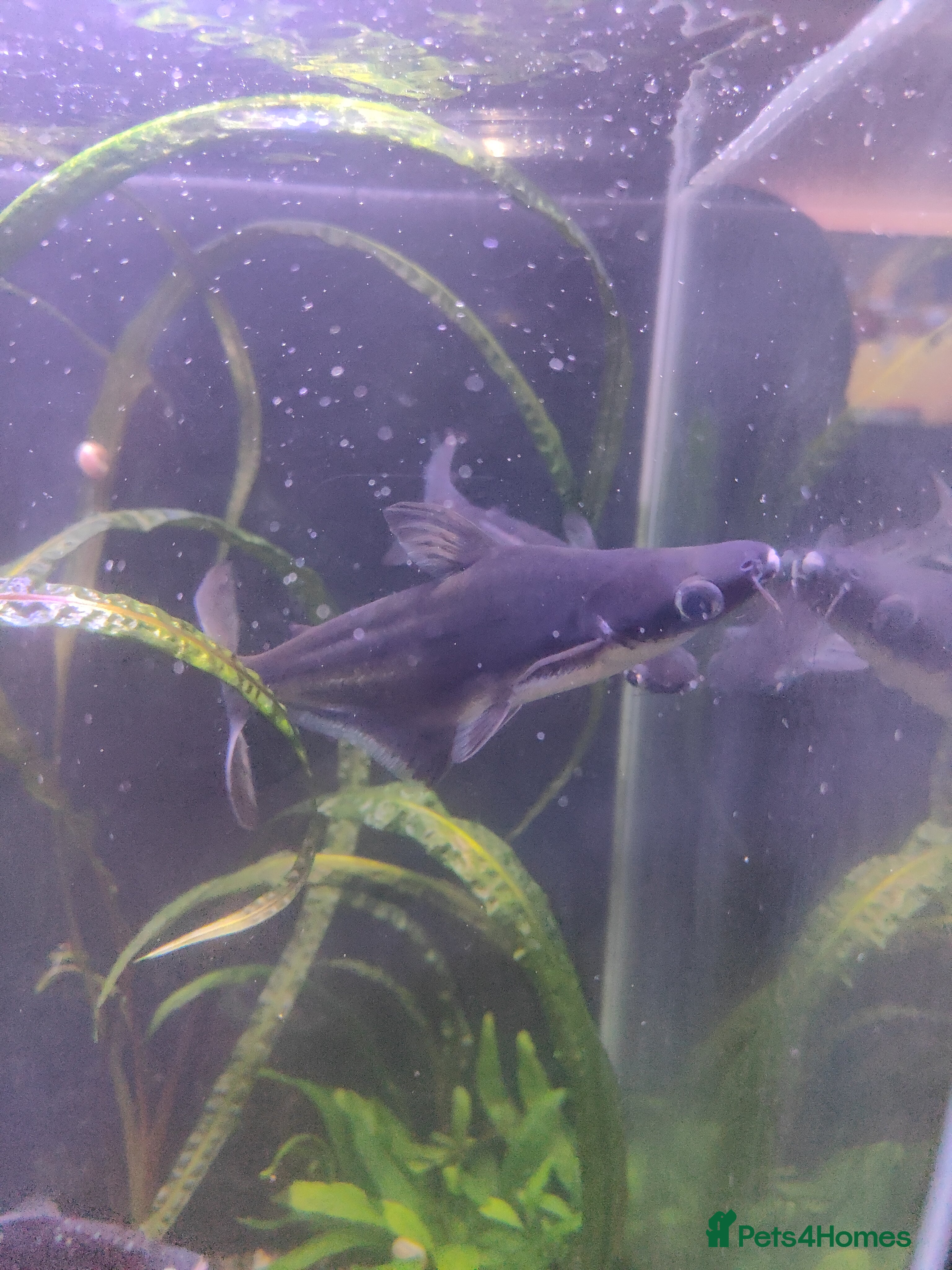 Sharks fish Pangasious shark - Advert 2