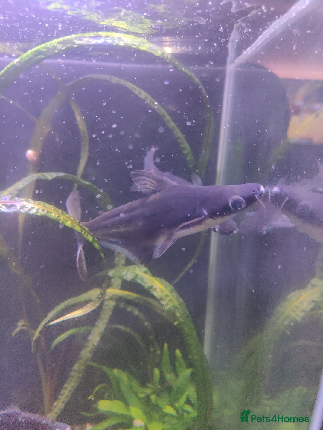 Sharks fish for sale: Pangasious shark - Advert 1