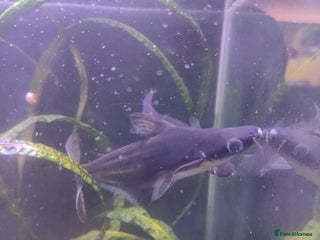 Sharks fish Pangasious shark - Advert 2