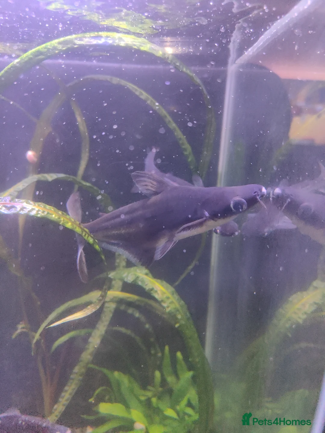 Sharks fish for sale: Pangasious shark - Advert 1