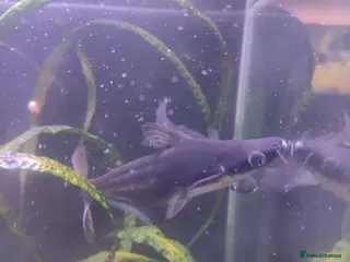 Sharks fish Pangasious shark - Advert 10