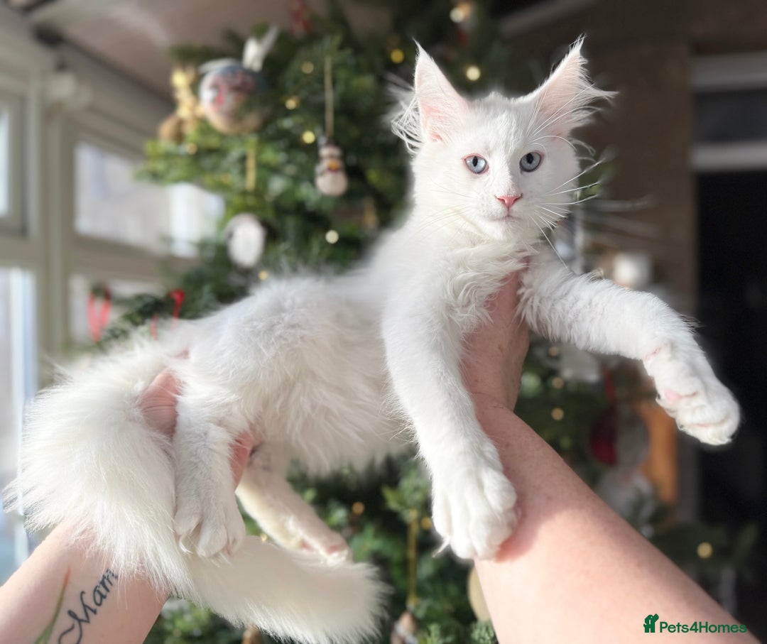Maine Coon cats for sale: ANDERPRIDE KITTENS READY TO LEAVE NOW TICA !  - Advert 26