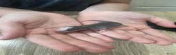 Rat rodents for sale: Baby Dumbo Rats - Advert 26