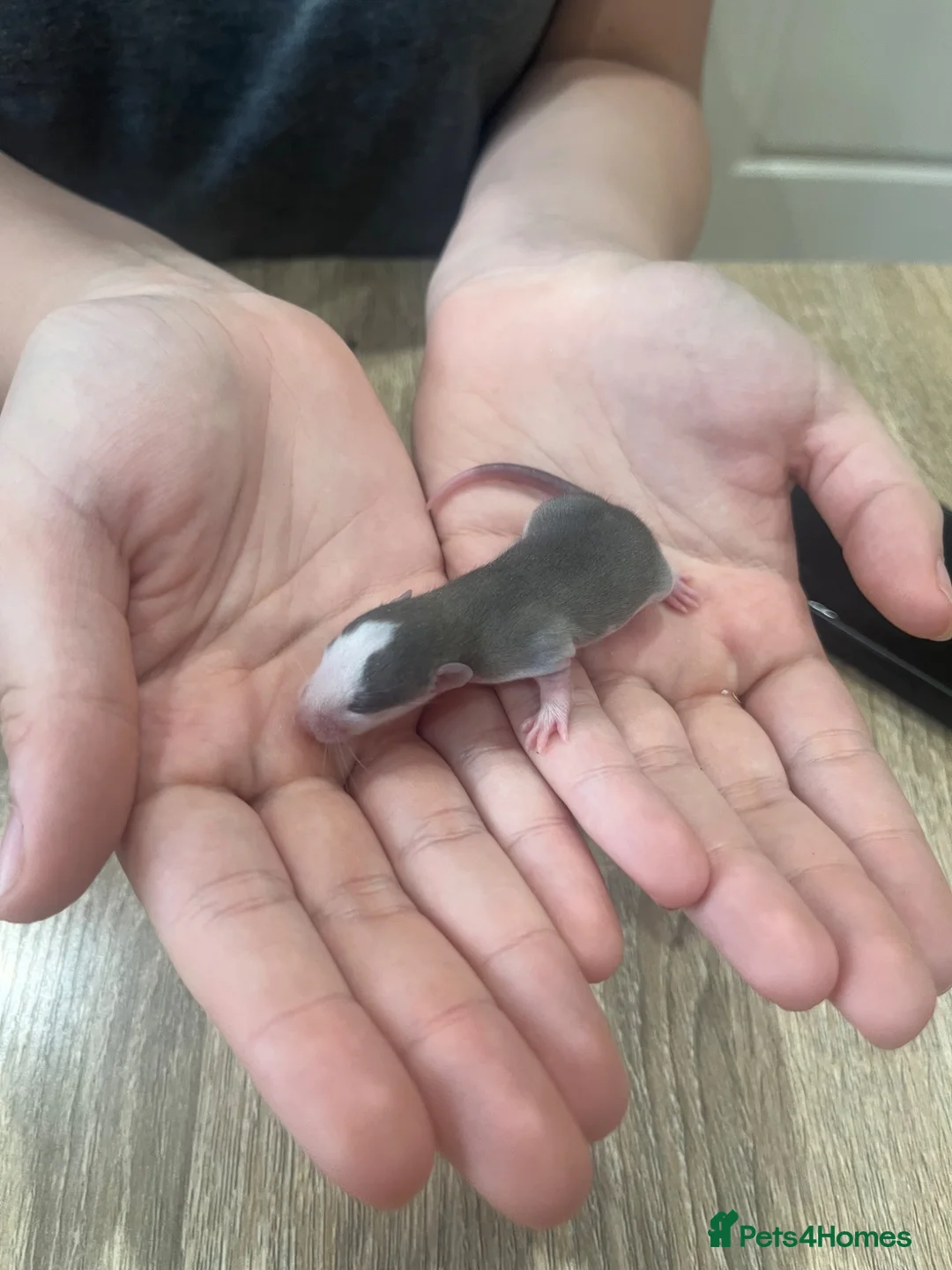 Rat rodents for sale: Baby Dumbo Rats - Advert 26
